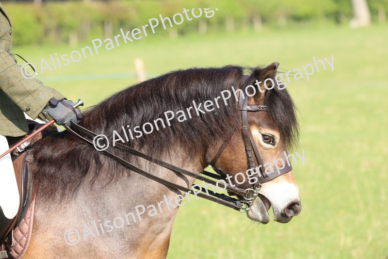 20250427-0489 - Class 17 - Novice Showing