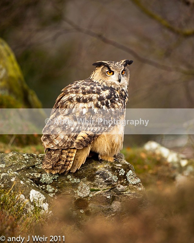  - Eagle Owl