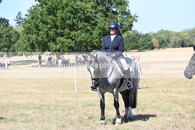 WJ6_9010 - Class 38 Ridden Riding Horse/Pony