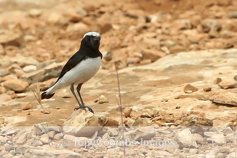 Finsch's Wheatear - Turkey
