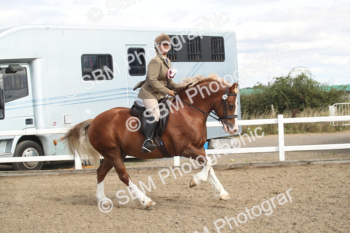 SBM_14621 - Class 505a - M&M Working Veteran - 50cm (15-19)