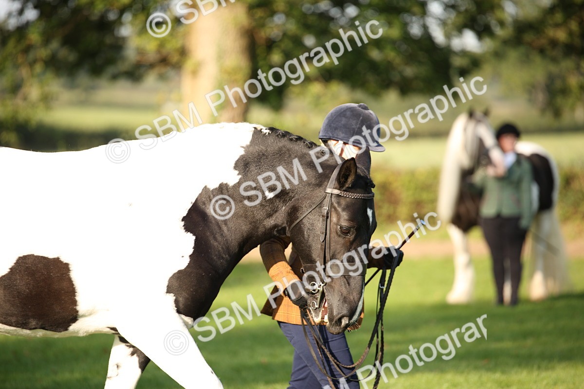 SBM_58715 - S51 - Piebald & Skewbald Horse In Hand