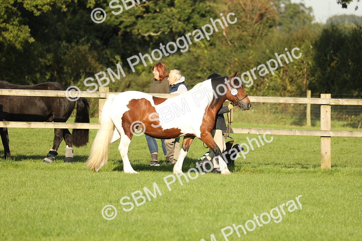 SBM_60805 - S43 - Coloured Pony In Hand