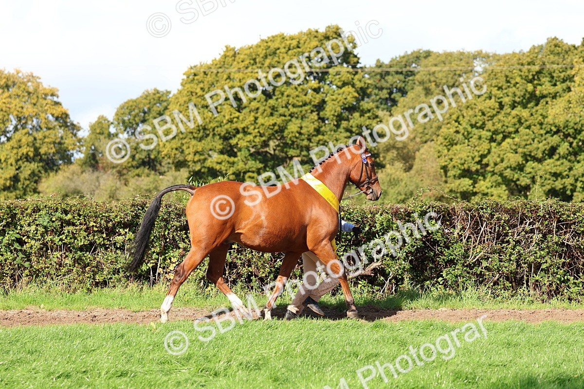 SBM_37422 - Fun Showing Supreme Championship