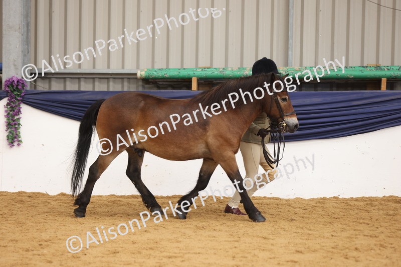 20260913-1700 - Class 115 - Gelding 4years and over