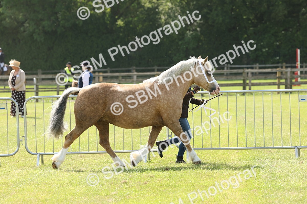 SBM_02133 - Class 6-13 - Mountatin and Moorland In Hand Welsh Breeds