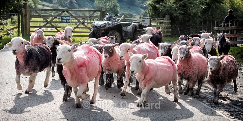 Herdwick Sheep - Buttermere - Cumbria - Landscapes