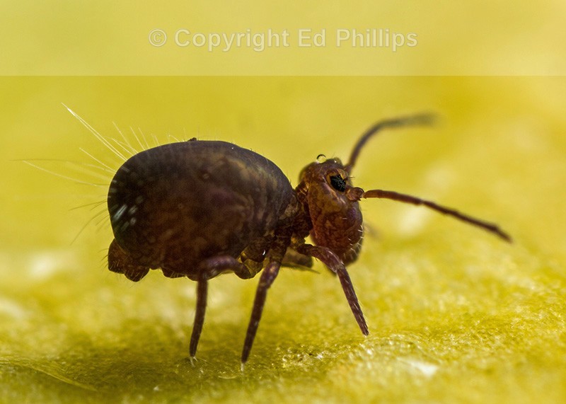 Dicyrtoma fusca