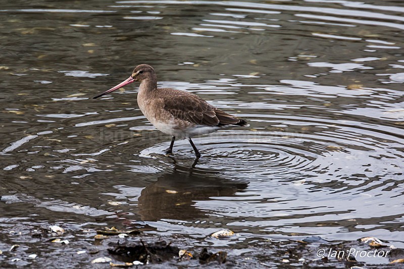 Black-tailed godwit (Limosa limosa) in winter plumage - Nature
