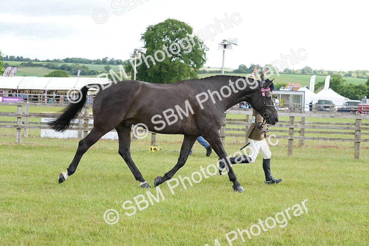 SBM_12949 - Class 99 - RIHS SEIB Working Show Horse