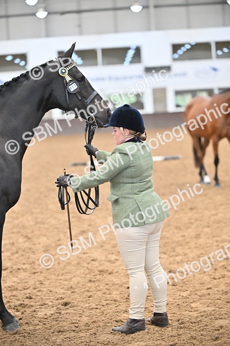 SBM_000142 - Class 6 - BSHA In Hand Racehorse to Show Horse