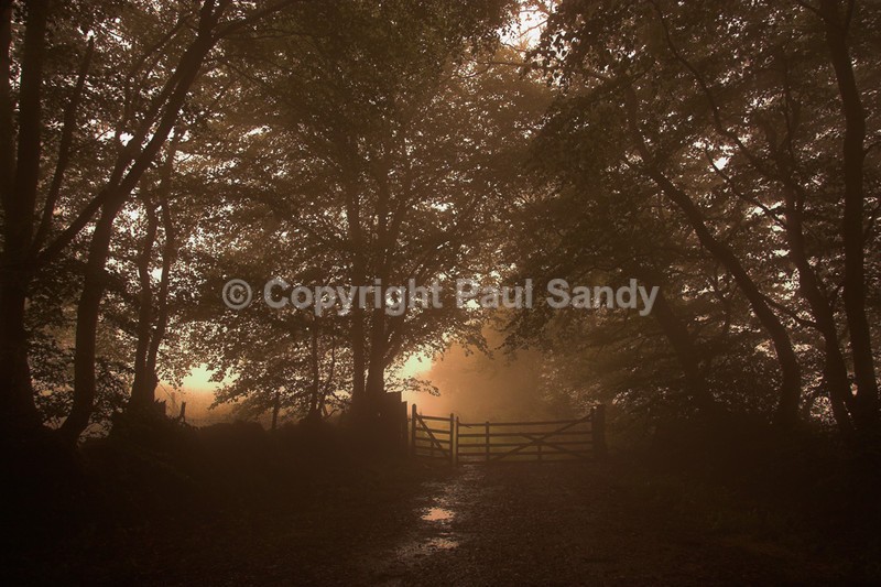 Gate, East Hill Strips near Ottery St Mary, Devon - Featured Images