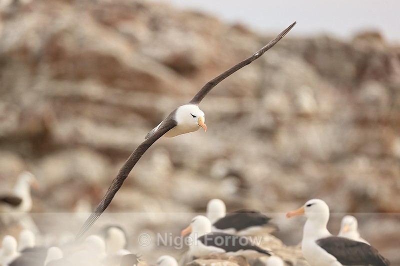 Black-browed Albatross banks low over colony, Steeple Jason - Black-browed Albatross