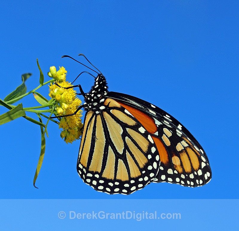 Danaus plexippus - Butterflies & Moths of Atlantic Canada