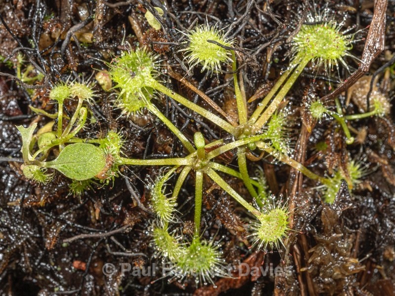 Round-leaved sundew (Drosera rotundifolia) - Flower Portraits