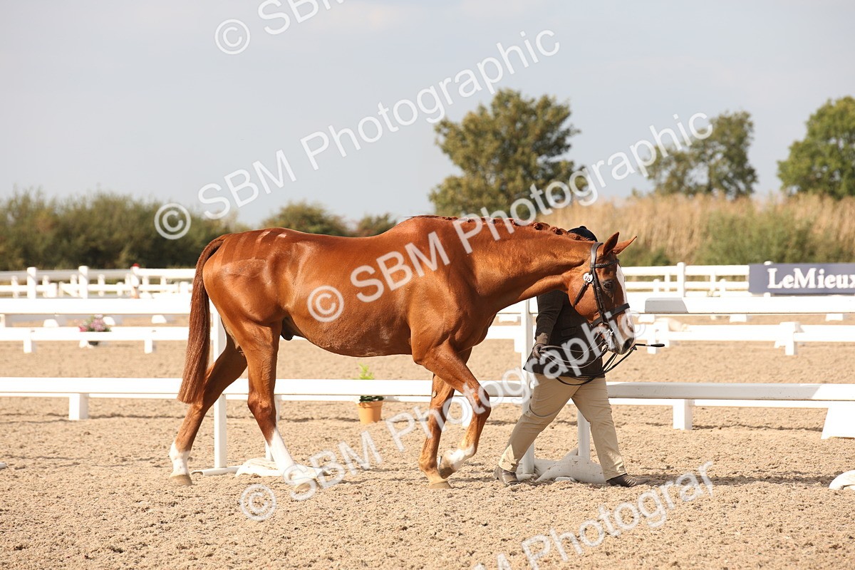 SBM_08126 - Class 27 - IH Competition Horse-Pony