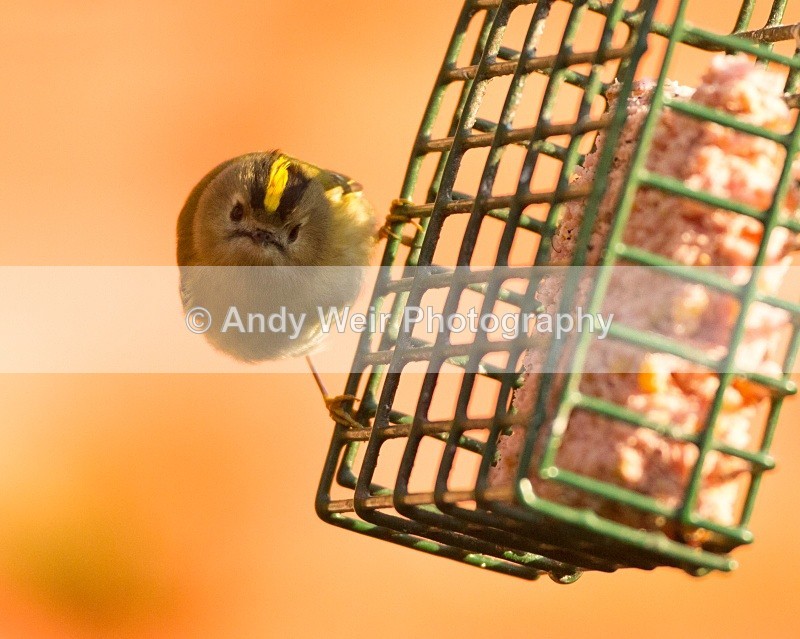 20110308-IMG_1862 - Wren & Goldcrest