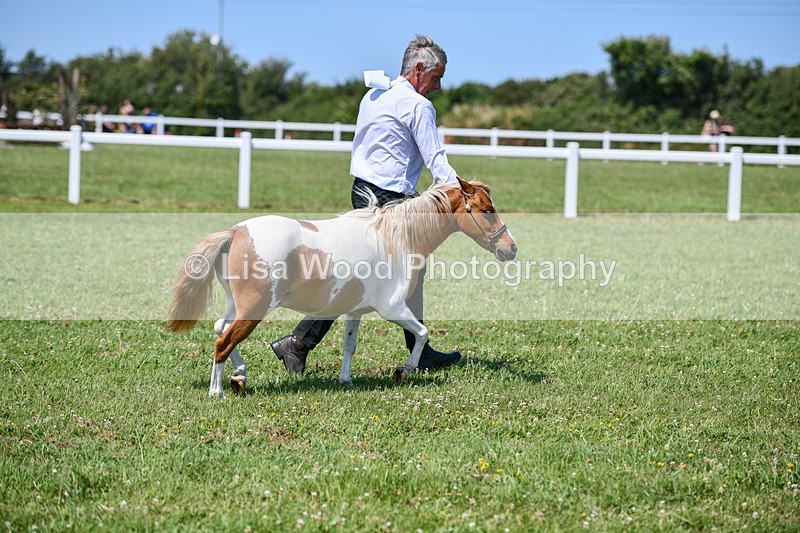DSC_7181 - Class 61: Miniature Horse 4yrs & over