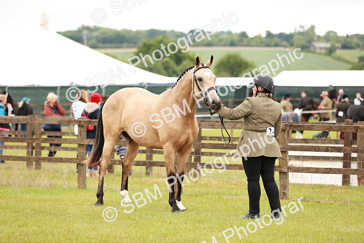 SBM_00723 - Class 26-30 Sport Horse In Hand