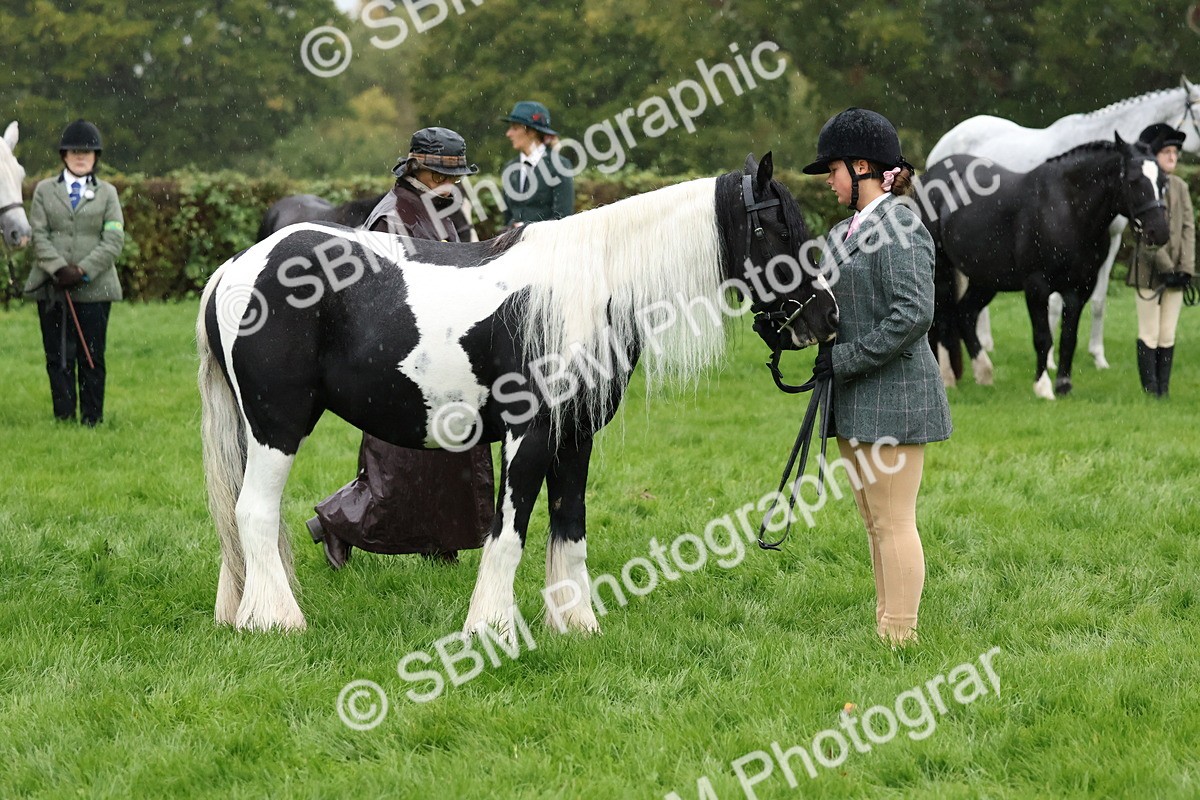 SBM_35309 - S10 - Best In Hand Horse & Pony