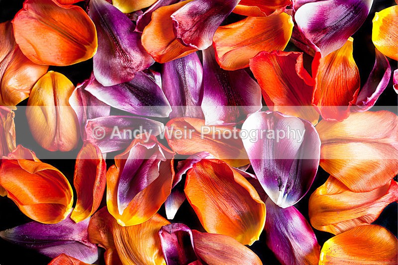 Petals - Miscellaneous Photographs