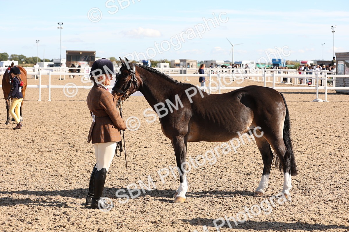SBM_12841 - Class 205 - IH Show Pony - Show Hunter Pony