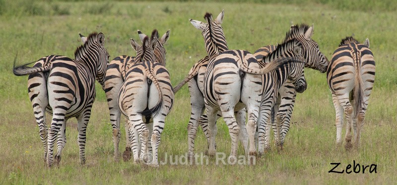  - South Africa Birds and Mammals