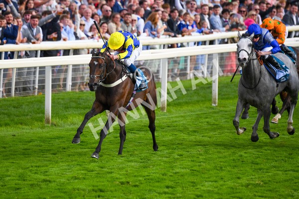 260823-Race 7-Astro King-1057 - Race 7 Sky Bet Finale Handicap at York