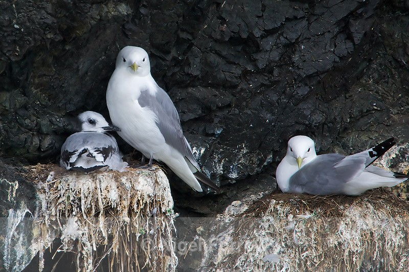 Black-legged Kittiwakes (adult & juvenile) - Black-legged Kittiwake