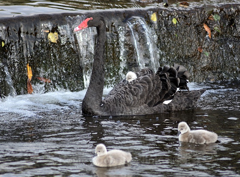  - Dawlish (mainly black swans)