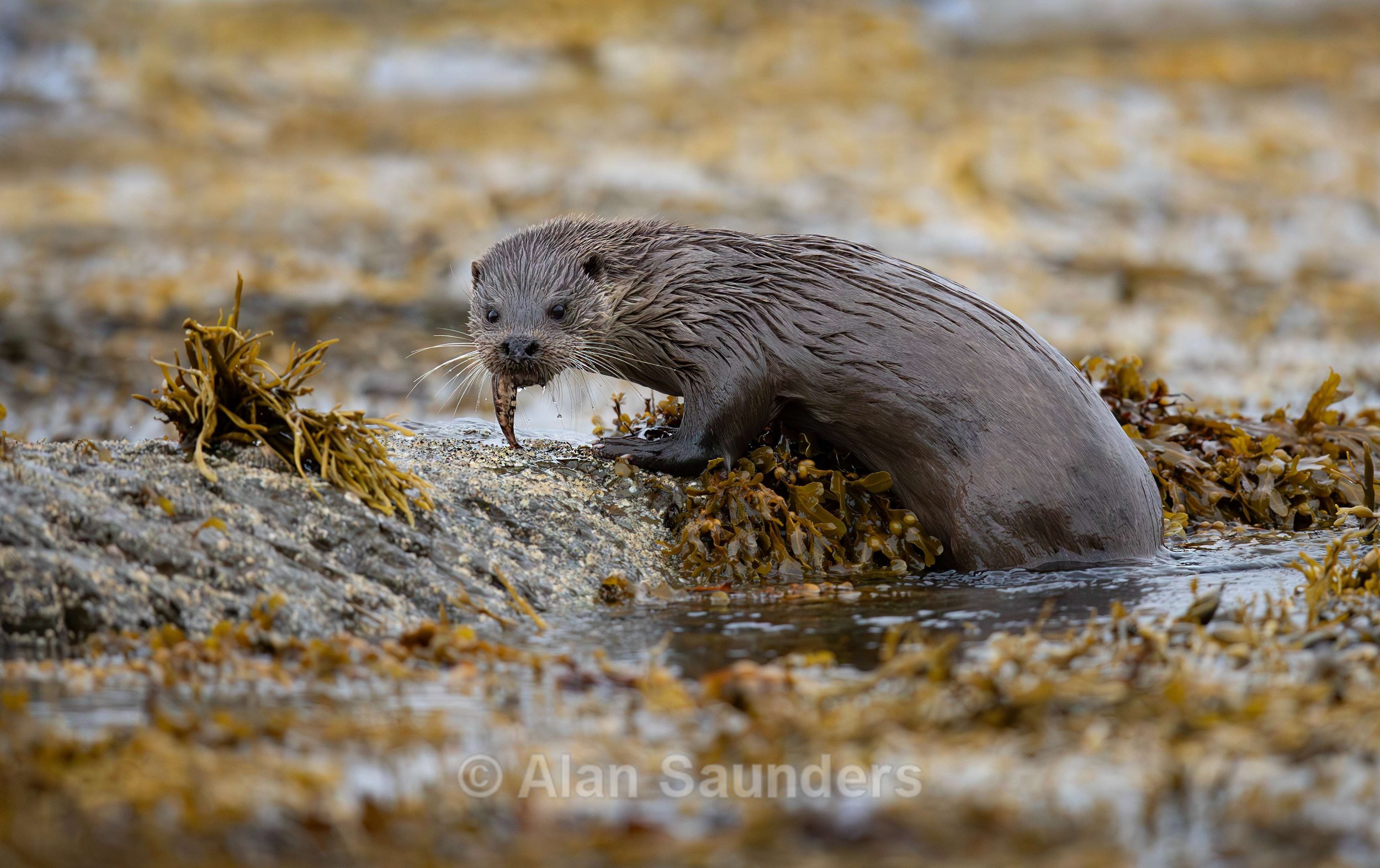 Eurasian Otter 51