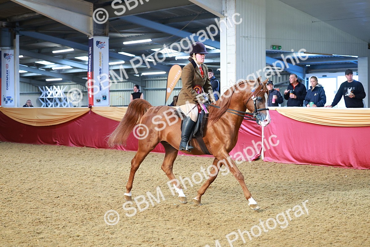 SBM_07773 - Class 101 - HOYS Veteran Qualifier - Ridden Diamond