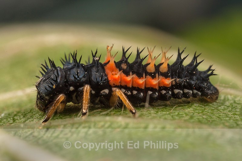 Harlequin Ladybird Larva - Harmonia axyridis (Harlequin Ladybird)