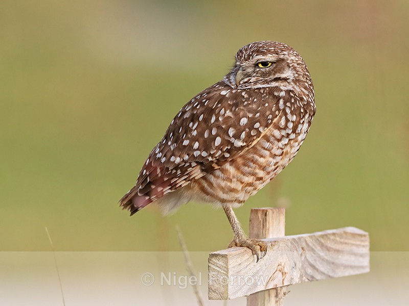 Burrowing Owl looks back over shoulder, Cape Coral, Florida - Burrowing Owl