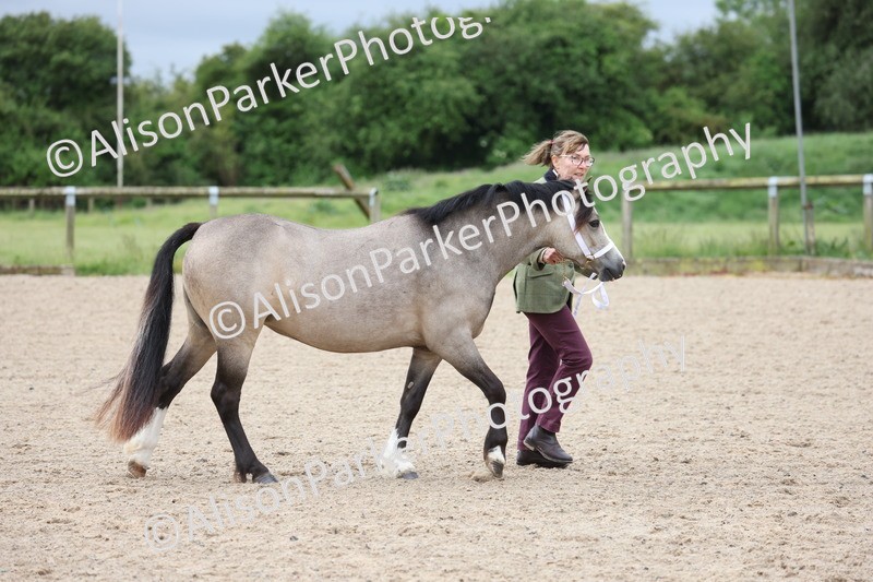 20250524-0099 - Class 2 - Youngstock