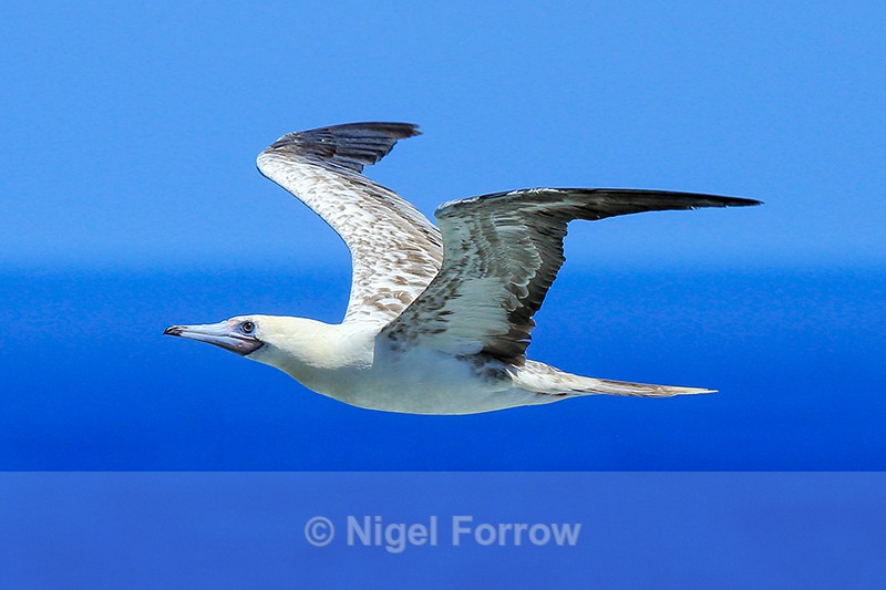 Red-footed Booby in flight, Kilauea Point, Kauai - Red-footed Booby