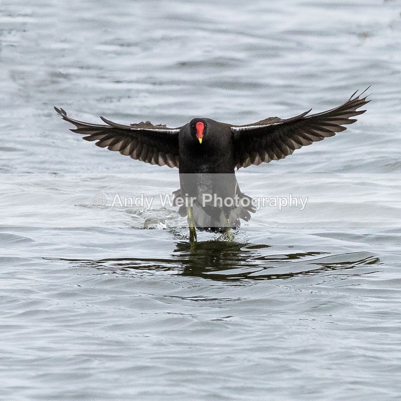 20170220-8E0A3522-4589 - Rails & Coots