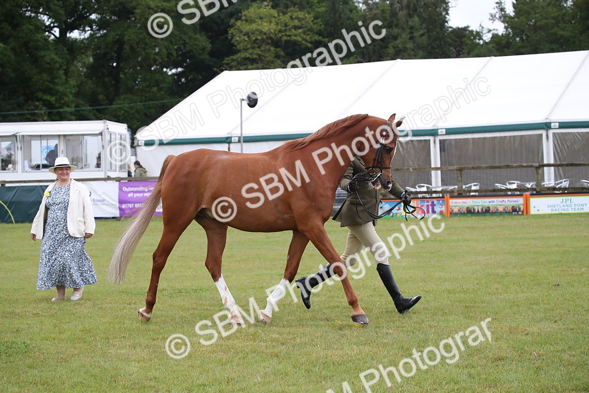 SBM_03642 - Class 21 - 22 - Ridden Arab and Part Bred/Anglo Arab