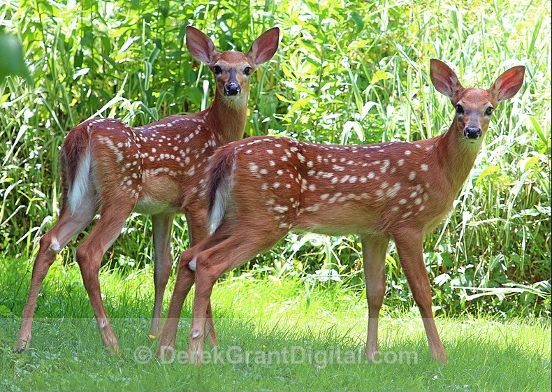 Double Trouble - Mammals, Reptiles & Amphibians
