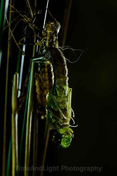 Emerging Emperor - Dragonflies & Damselflies