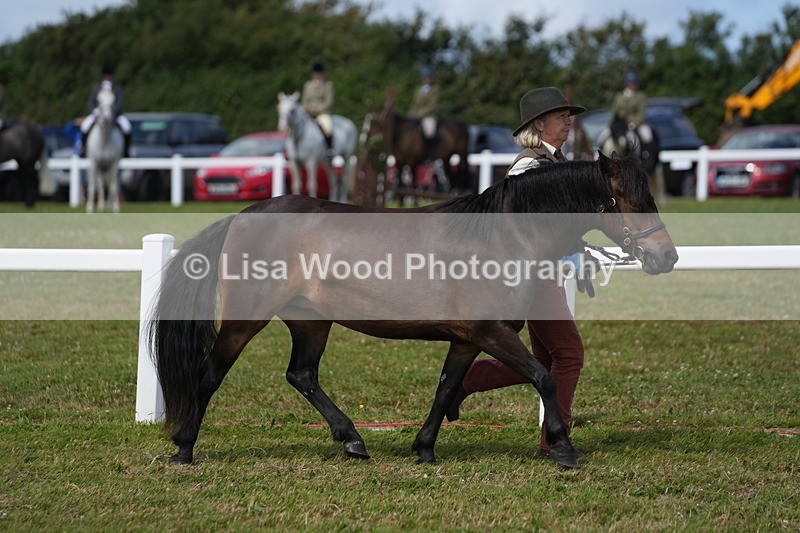 DSC05658 - Class 50: NPS M&M 4 years and over Small Breeds