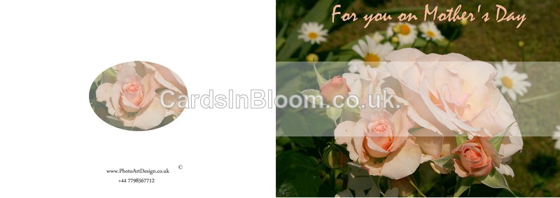 Rose - Mother's Day - Mother's Day