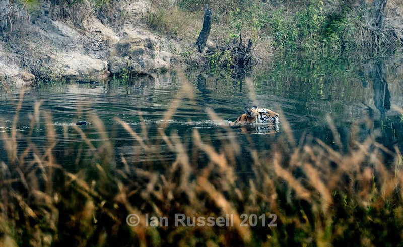  - Indian Safari 2017