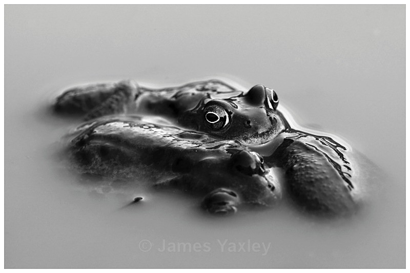 2 Mating Ball - Best of British Wildlife