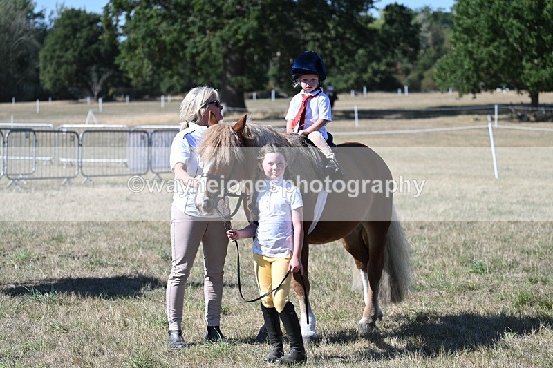 WJ7_1630 - Class 42 Most Handsome Gelding