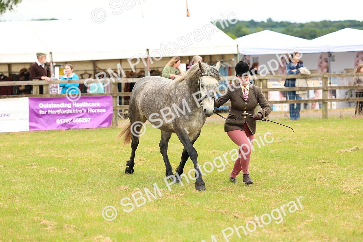 SBM_04055 - Class 64-67 - Shetland Pony In Hand