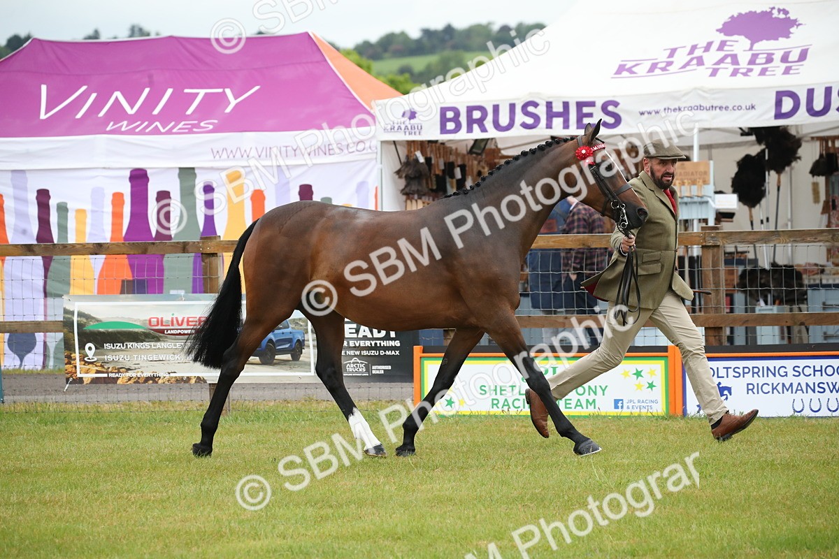 SBM_00119 - Class 17-20 - Arab & Part Bred - Anglo Arab In Hand