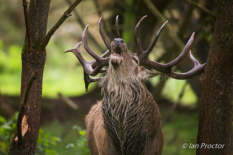 King! - Red Deer Stag - Nature