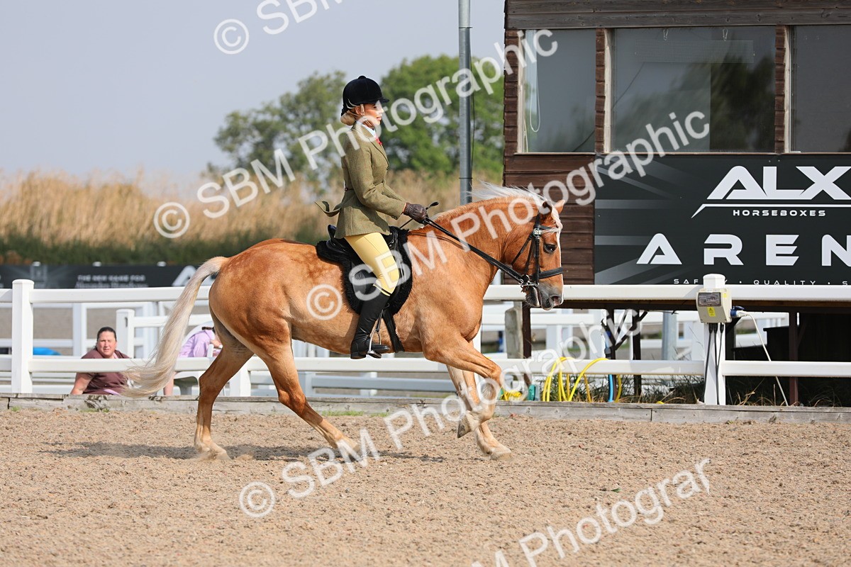 SBM_11413 - Class 305 Ridden Foreign Breeds- Pure Bred