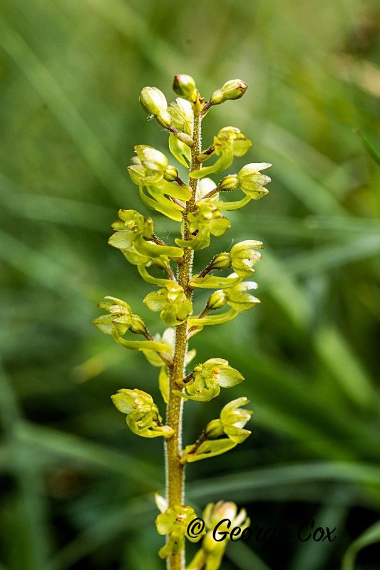 Common Twayblade Orchid - Orchids